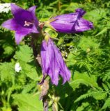 Campanula latifolia. Верхушка соцветия. Карачаево-Черкесия, Карачаевский р-н, окр. пос. Домбай, ущелье р. Аманауз, луг на каменистом склоне. 28.08.2019.