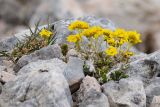 Draba scabra. Цветущее растение на скале. Адыгея, Фишт-Оштеновский массив, вершина горы Фишт, 2850 м н.у.м. 11.06.2018.