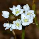 Allium neapolitanum. Соцветие с сидящей пчелой и жуком. Израиль, Шарон, г. Герцлия. 07.03.2017.
