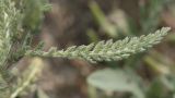 Achillea arabica