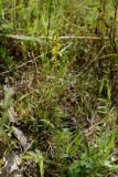 Agrimonia eupatoria