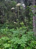 Angelica sylvestris