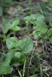 Viola mirabilis