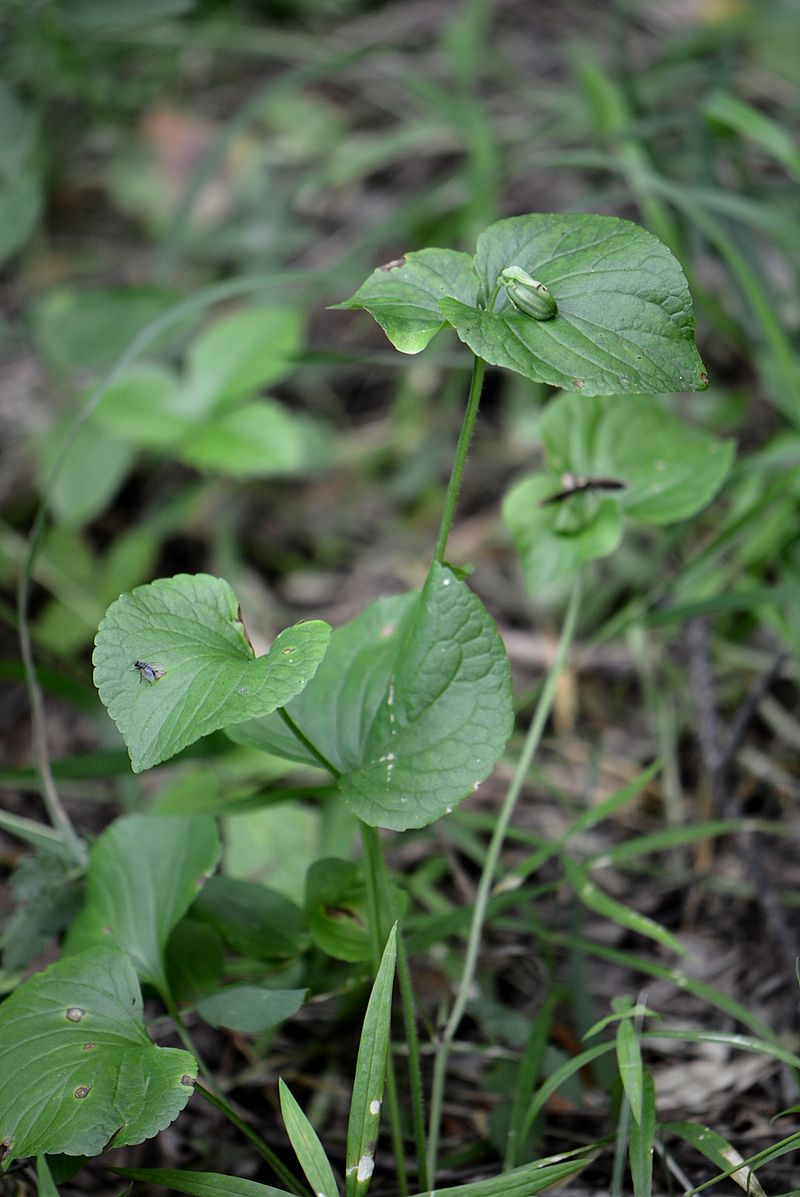 Изображение особи Viola mirabilis.