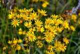 Senecio jacobaea