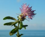 Centaurea iberica. Верхушка цветущего растения. Республика Абхазия, Гудаутский р-н, г. Новый Афон, на пляже. Июль 2021 г.