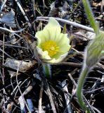 Pulsatilla orientali-sibirica. Цветок. Иркутская обл., Иркутский р-н, окр. дер. Жердовка, склон сопки. 14.05.2021.