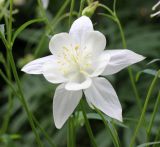 Aquilegia coerulea