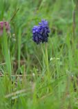 Muscari neglectum. Верхушки побегов с соцветиями. Краснодарский край, Крымский р-н, станица Неберджаевская, приусадебный участок, лужайка. 08.04.2023.