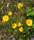 Coreopsis grandiflora