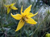 Clematis tangutica