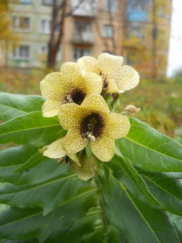 Изображение особи Hyoscyamus niger.