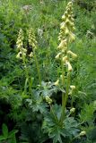 Aconitum lasiostomum