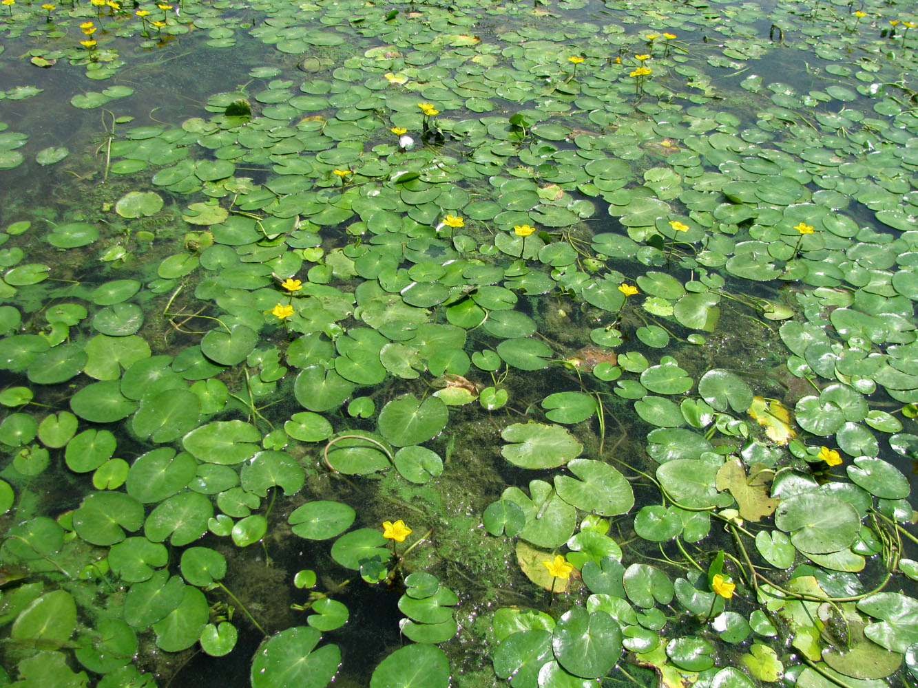 Изображение особи Nymphoides peltata.