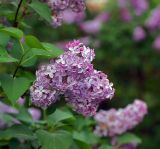 Syringa vulgaris