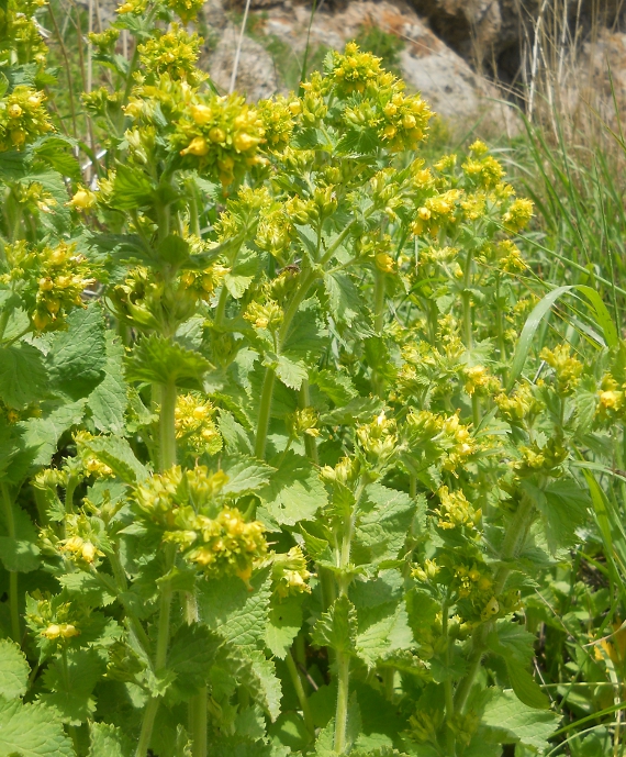 Изображение особи Scrophularia chrysantha.