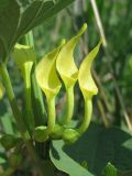 Aristolochia clematitis. Цветки. Украина, Запорожский р-н, Дурная балка, разнотравная степь. 02.05.2012.