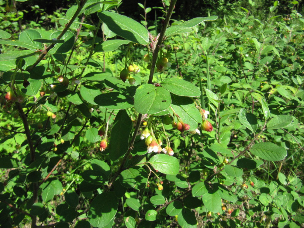 Изображение особи Cotoneaster melanocarpus.