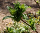 Weigela middendorffiana