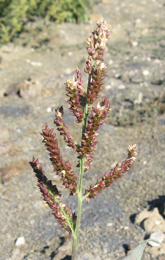 Изображение особи Echinochloa crus-galli.