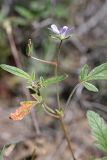 Erodium oxyrhynchum