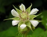 Rubus matsumuranus