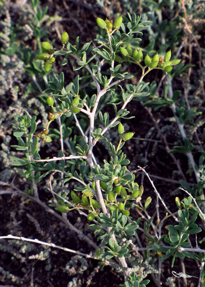 Изображение особи Nitraria sibirica.