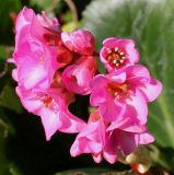 Bergenia crassifolia