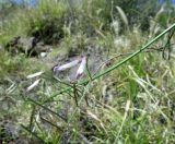 Vicia cirrhosa