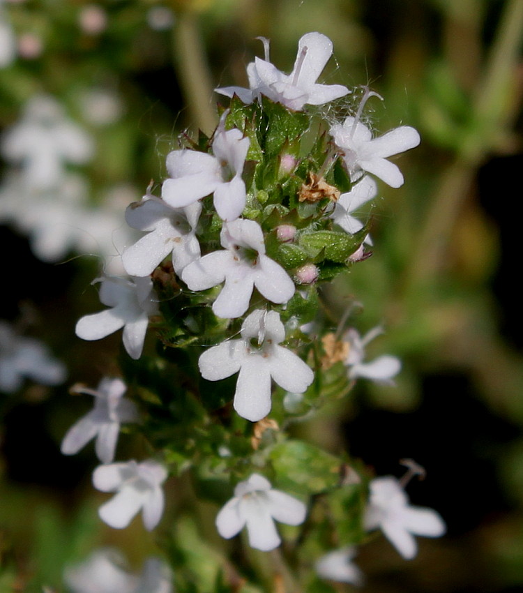 Изображение особи Thymus vulgaris.