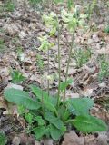 Primula veris. Плодоносящее растение с поврежденными насекомыми плодами. Украина, Киевская обл., Киево-Святошинский р-н, лесной заказник \"Жуков хутор\", дубовый лес. 29.04.2015.