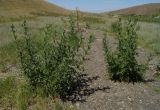 Cirsium vulgare