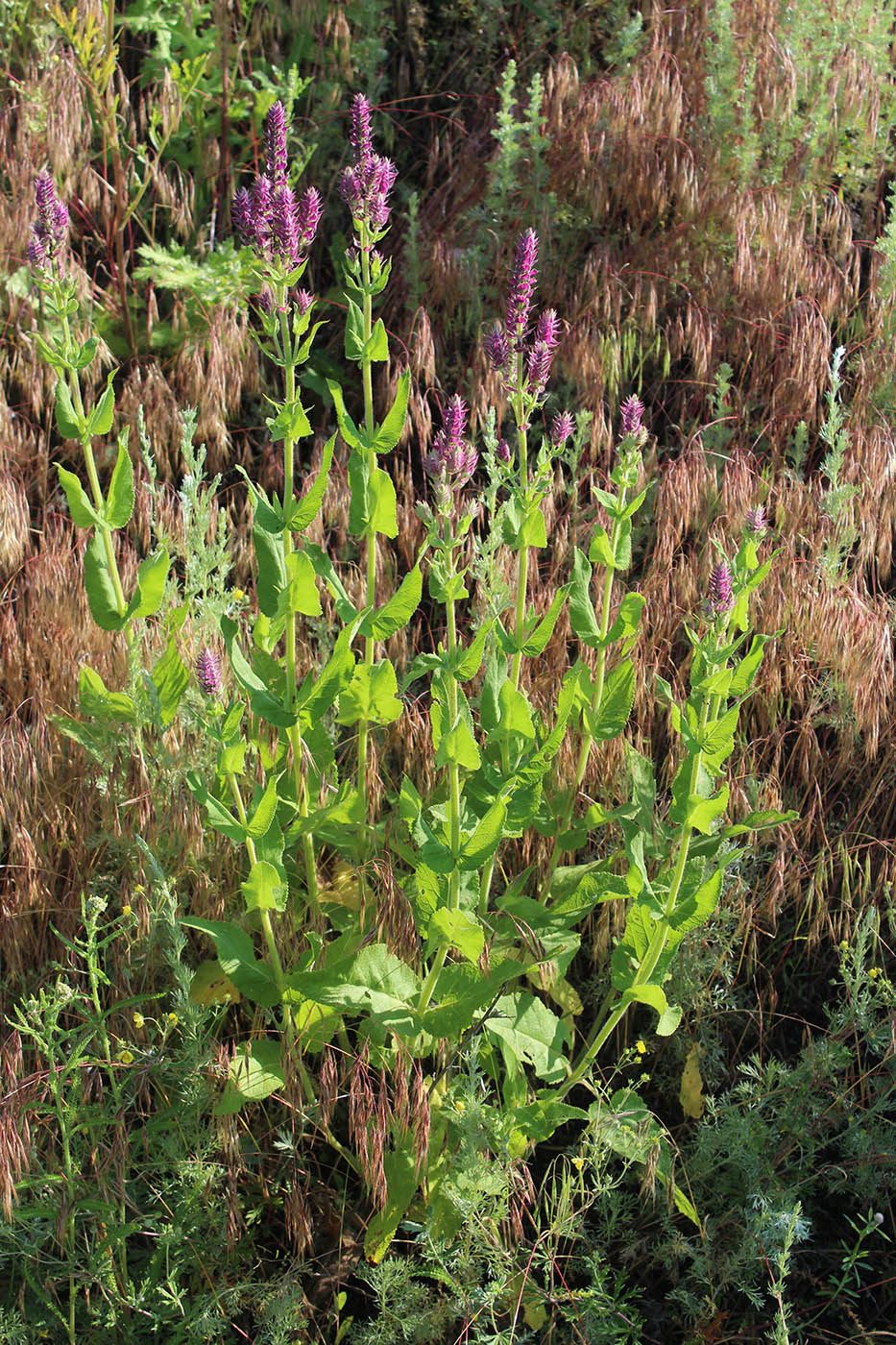 Изображение особи Salvia tesquicola.