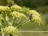 Heracleum sibiricum. Фрагмент соцветия с кормящимися мухами-журчалками (Eristalis). Белгородская обл., окр. пос. Борисовка, охранная зона участка \"Лес на Ворскле\" заповедника \"Белогорье\", пойменный луг. 05.07.2016.