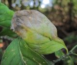 Euonymus europaeus. Лист, поражённый мучнисторосяным грибом Erysiphe (Microsphaera) euonymi. Краснодарский край, Абинский р-н, юж. окр. ст-цы Холмская, окраина луга. 16.09.2016.