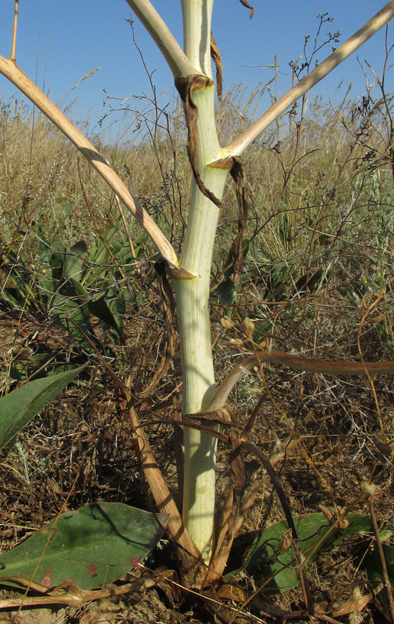 Изображение особи Ferula caspica.