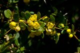 Berberis cretica