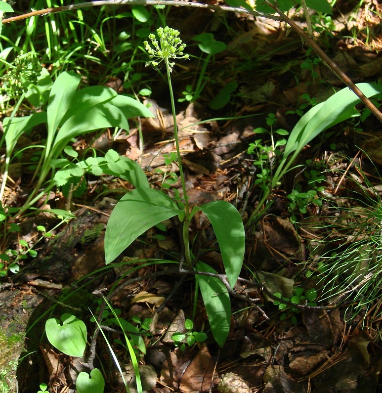 Image of Allium microdictyon specimen.