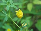 Trifolium aureum