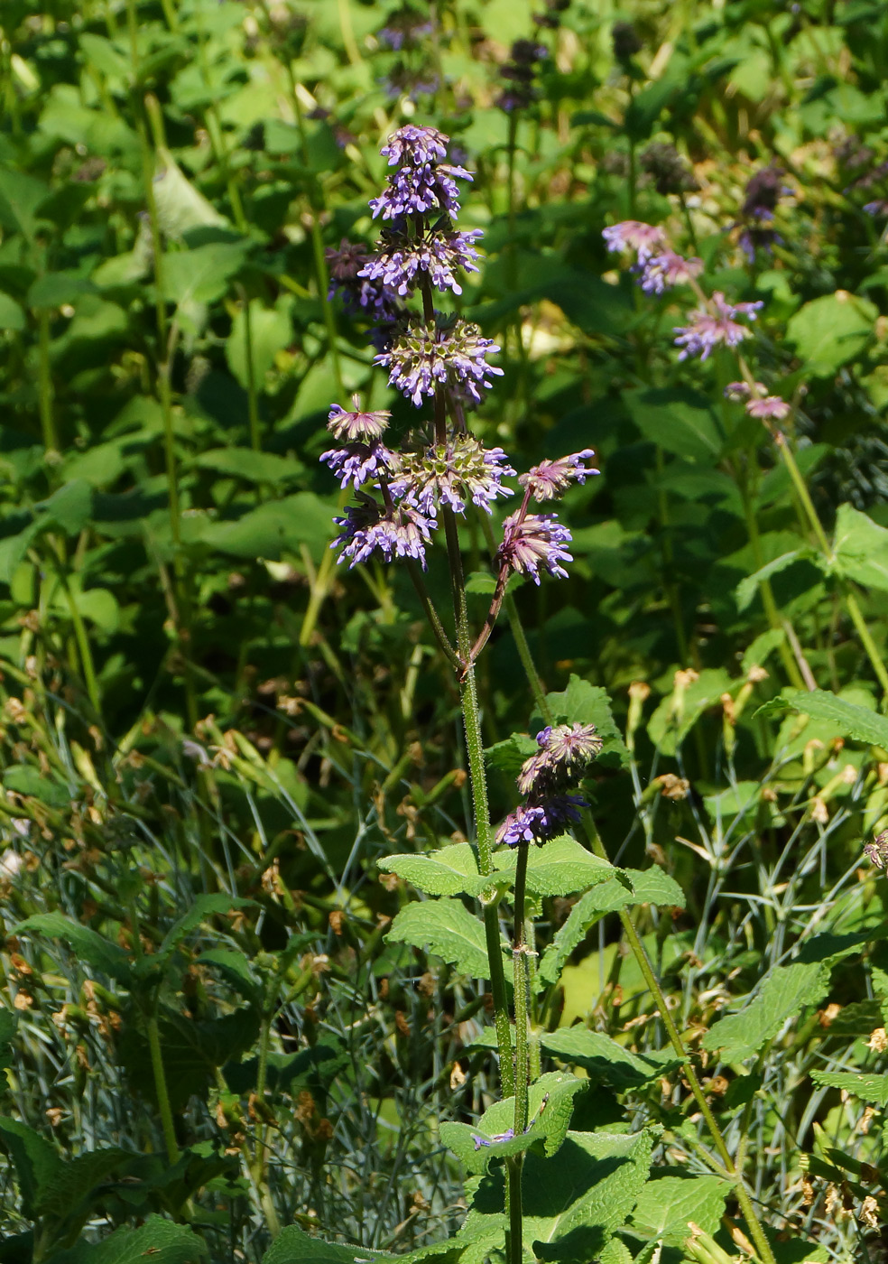 Изображение особи Salvia verticillata.