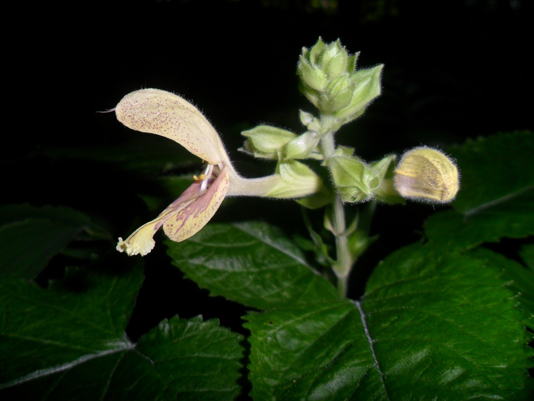 Изображение особи Salvia glutinosa.