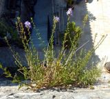 Campanula pyramidalis. Цветущее растение. Черногория, г. Херцег-Нови (Herceg Novi), Старый город, на вертикальной крепостной стене. Июль 2017 г.