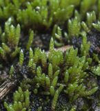 Bryum argenteum