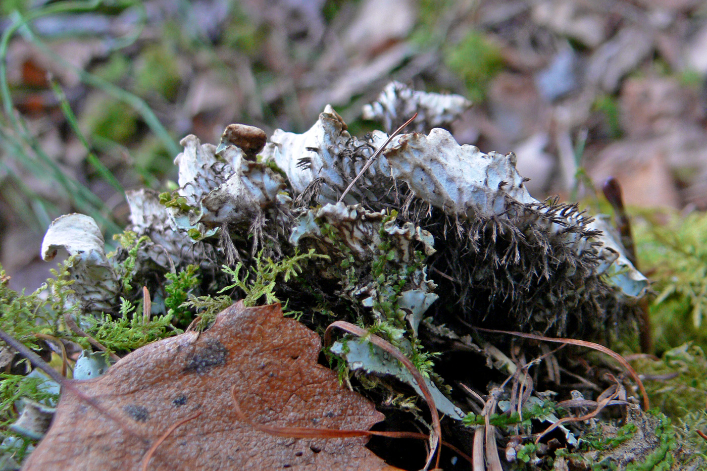 Изображение особи Peltigera leucophlebia.