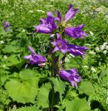 Campanula latifolia. Верхушка цветущего растения. Карачаево-Черкесия, Карачаевский р-н, окр. пос. Домбай, ущелье р. Аманауз, луг на каменистом склоне. 28.08.2019.