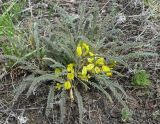 Astragalus buchtormensis