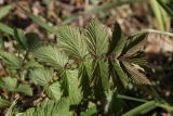 Filipendula ulmaria ssp. denudata