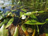 Sagittaria natans