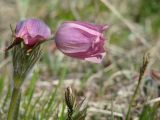 Pulsatilla orientali-sibirica. Цветок. Иркутская обл., Иркутский р-н, окр. дер. Жердовка, луг. 27.05.2021.