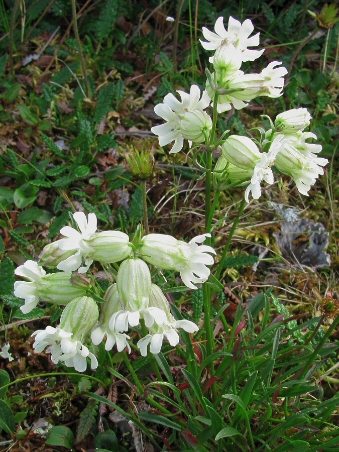 Изображение особи Silene paucifolia.